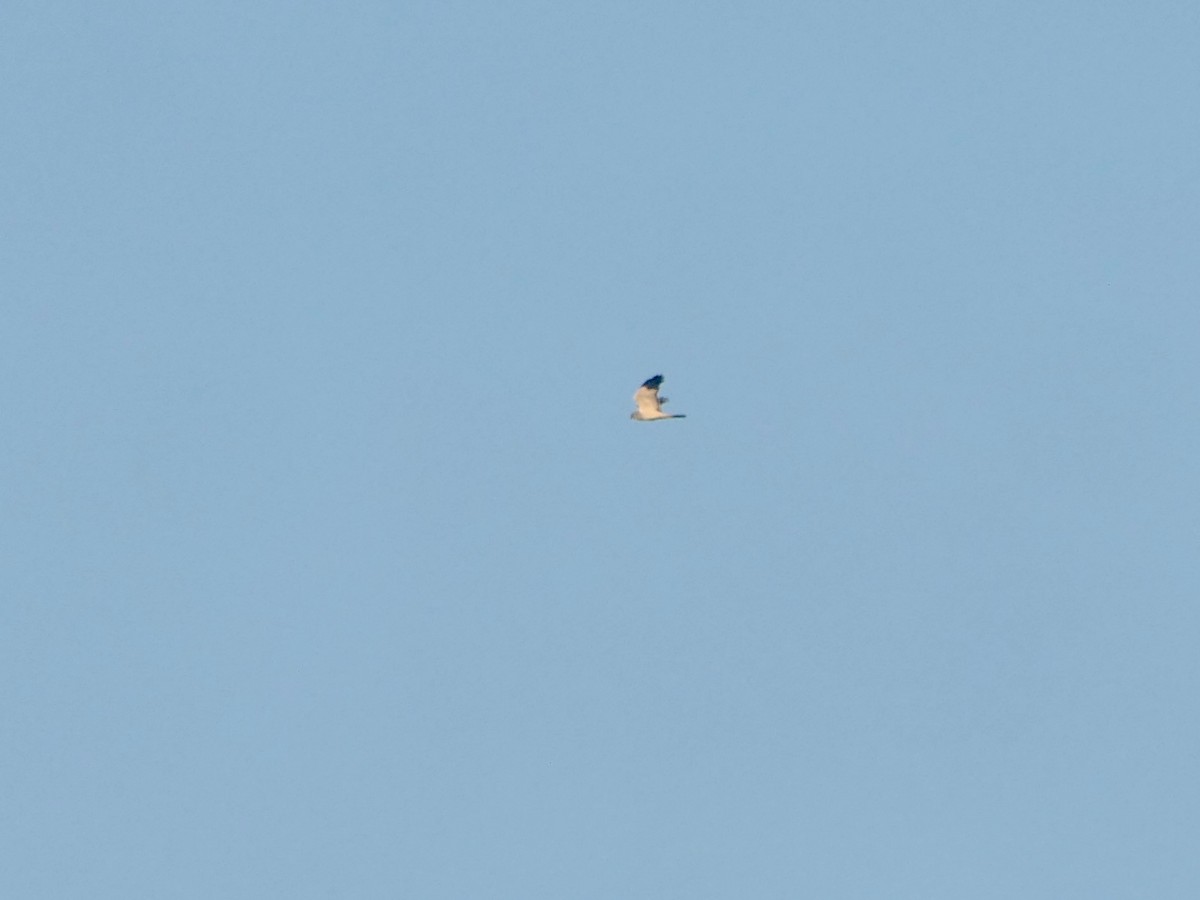 moták pilich - ML644807701