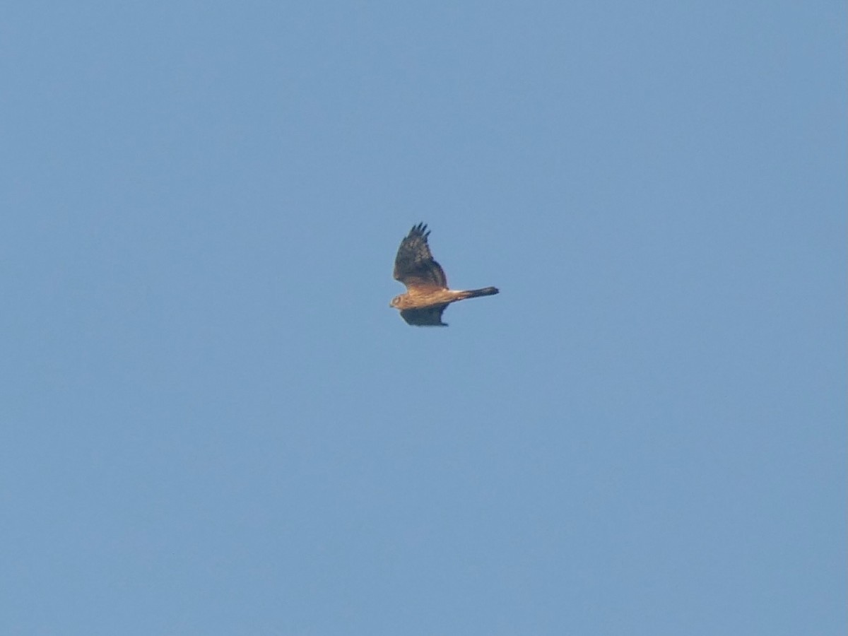 moták pilich - ML644807704