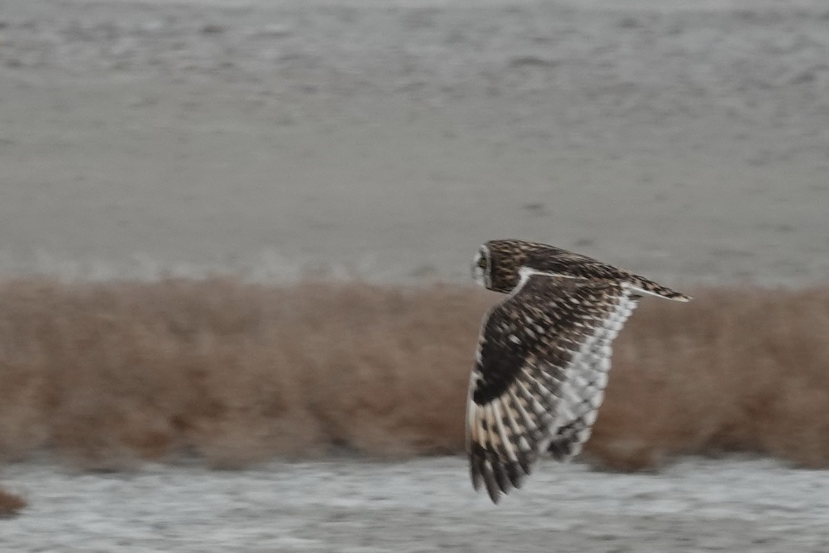 Short-eared Owl - ML644807714