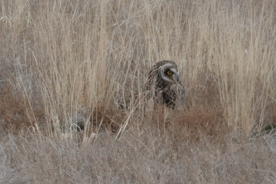 Short-eared Owl - ML644807715