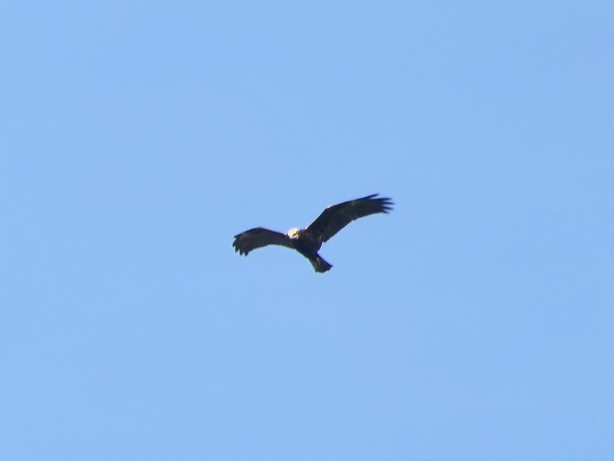 moták pochop - ML644807717