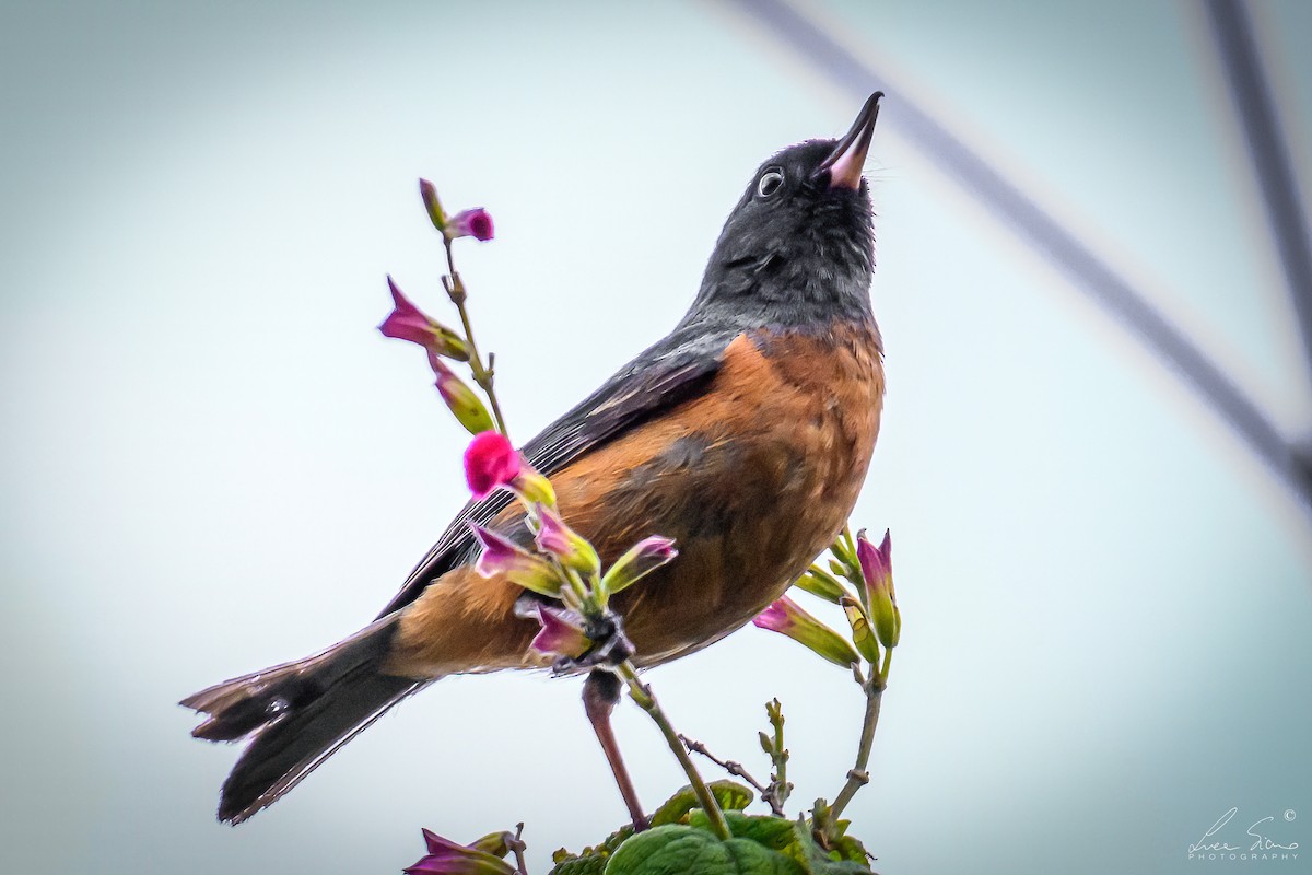 Cinnamon-bellied Flowerpiercer - ML644807720
