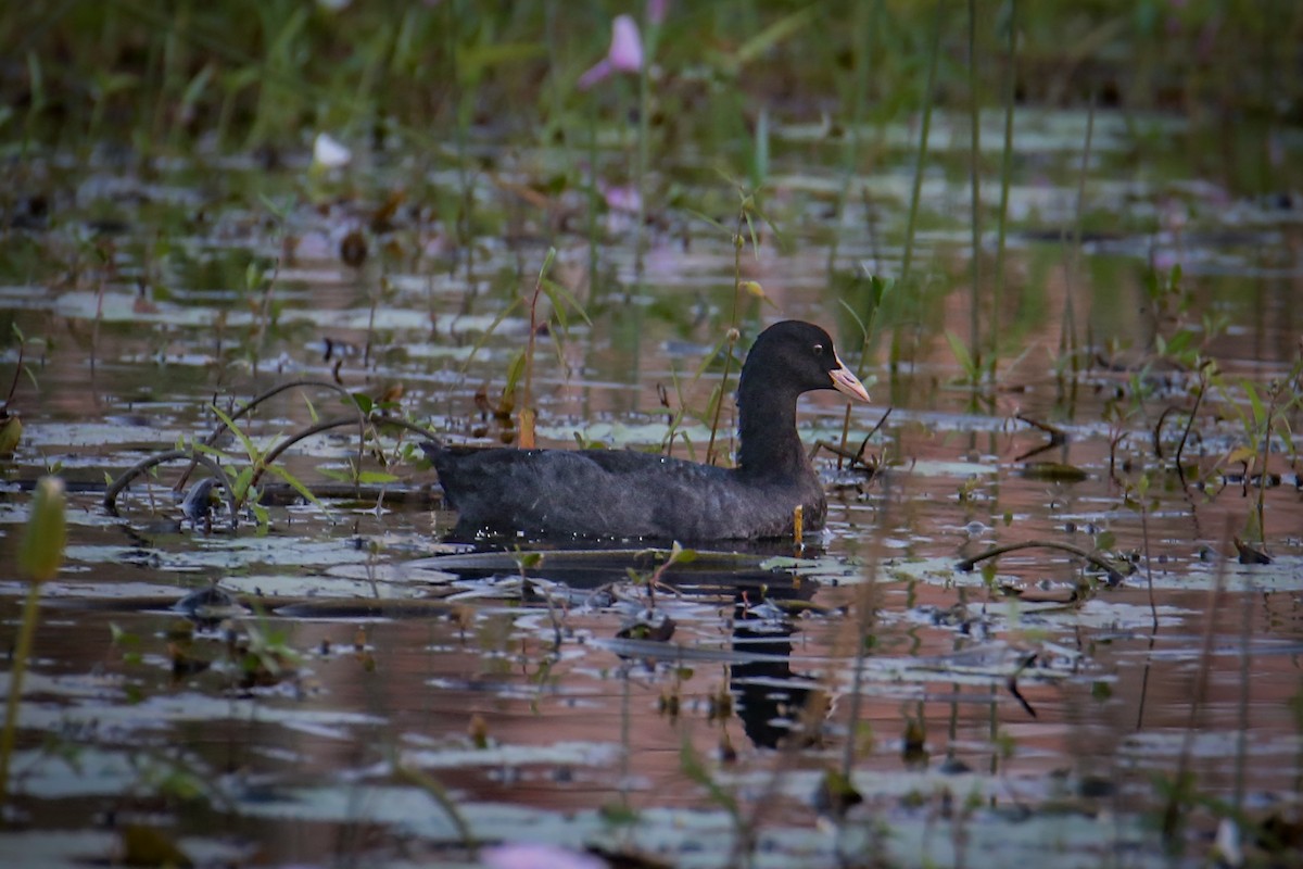 Eurasian Coot - ML644807721