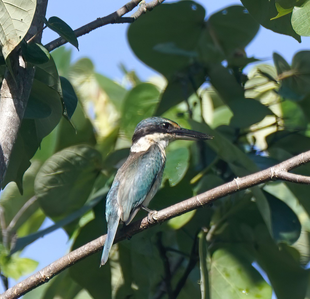 Sacred Kingfisher - ML644807725