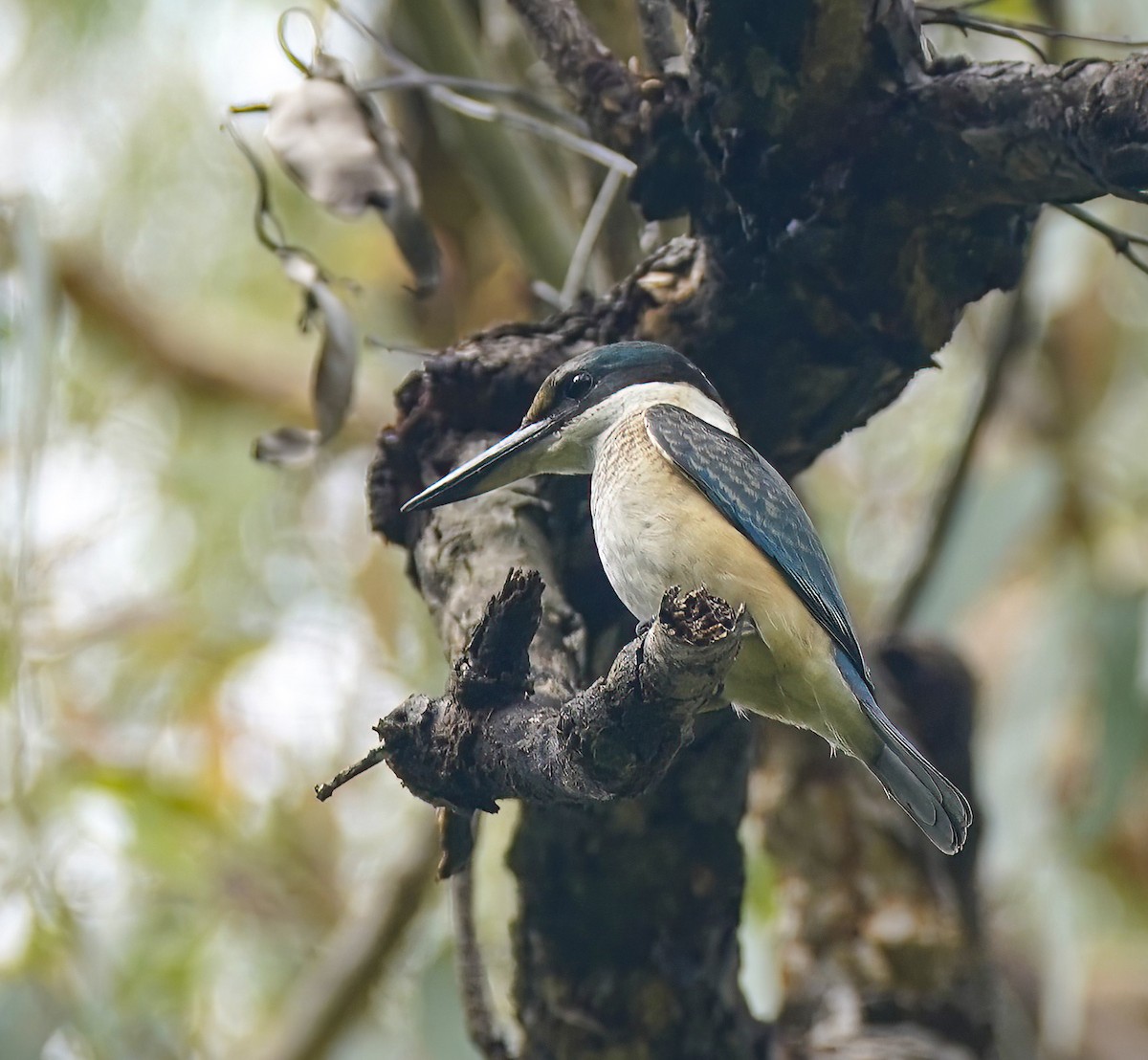 Sacred Kingfisher - ML644807726