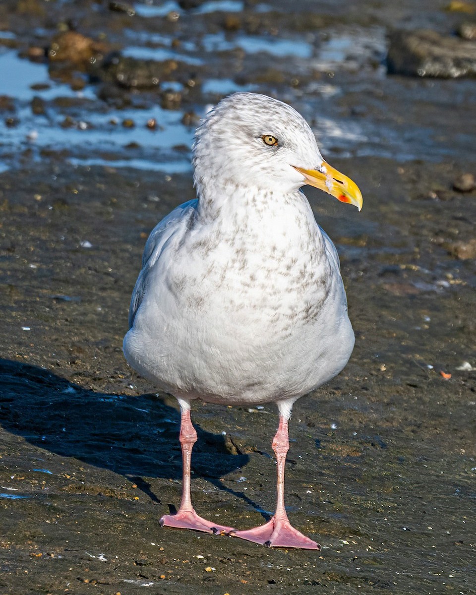 American Herring Gull - ML644807733