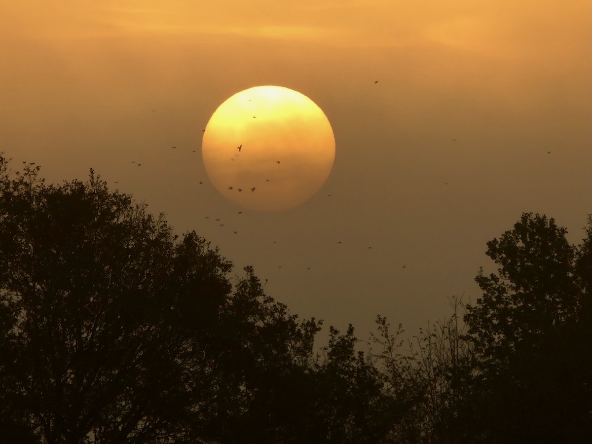 holub hřivnáč - ML644807740