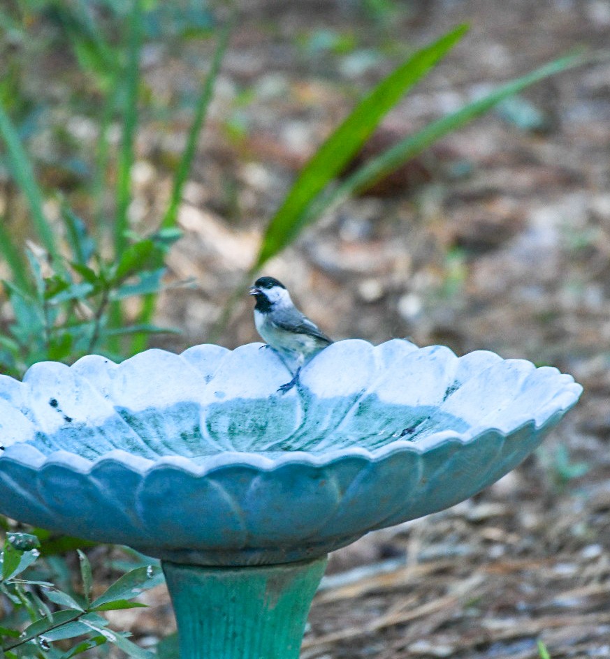 Carolina Chickadee - ML644807742