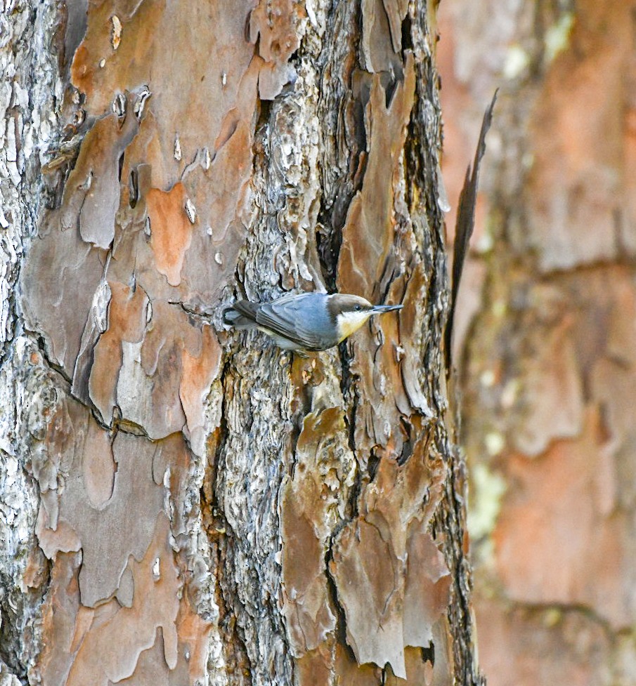 Brown-headed Nuthatch - ML644807753