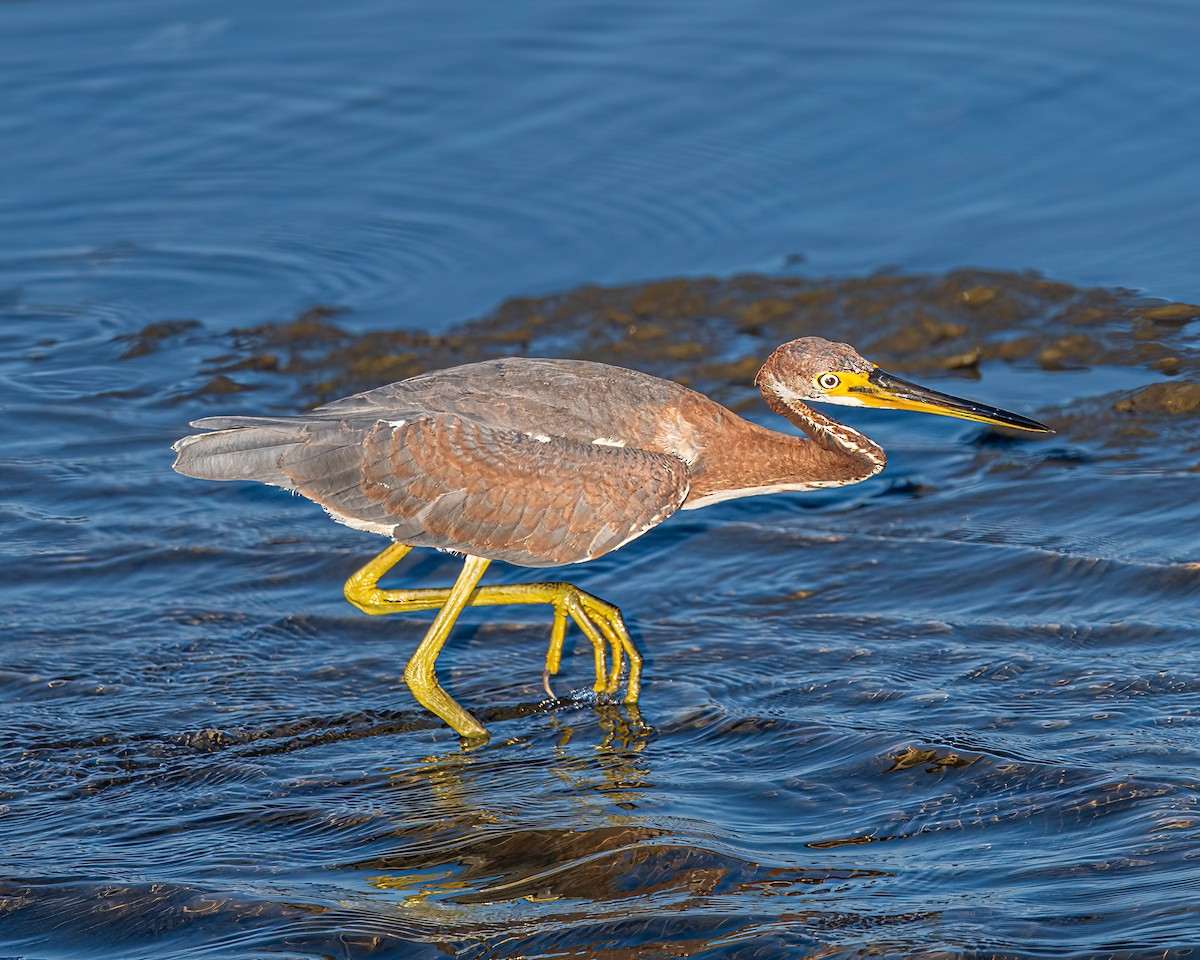 Tricolored Heron - ML644807754