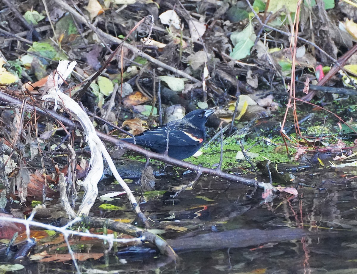 Red-winged Blackbird - ML644807761