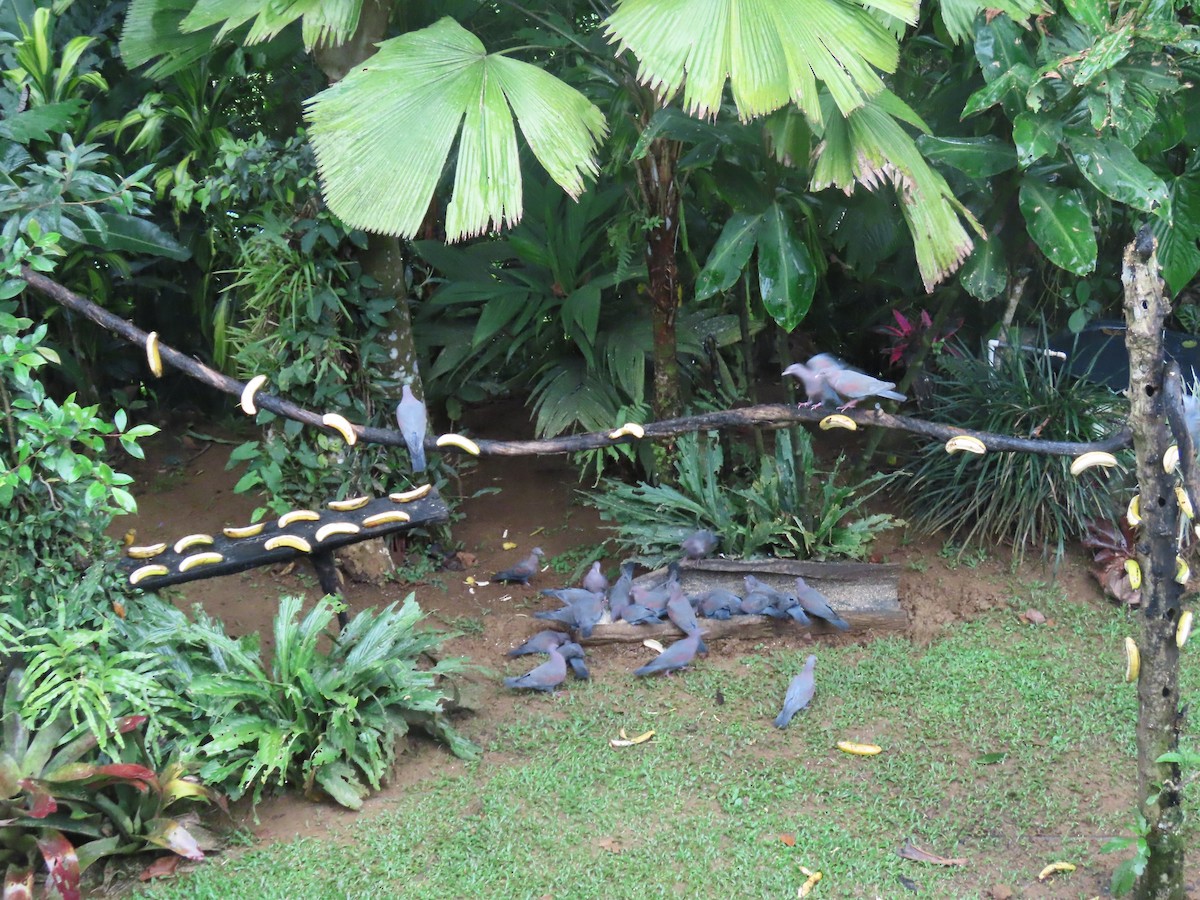 Rotschnabeltaube - ML644807765