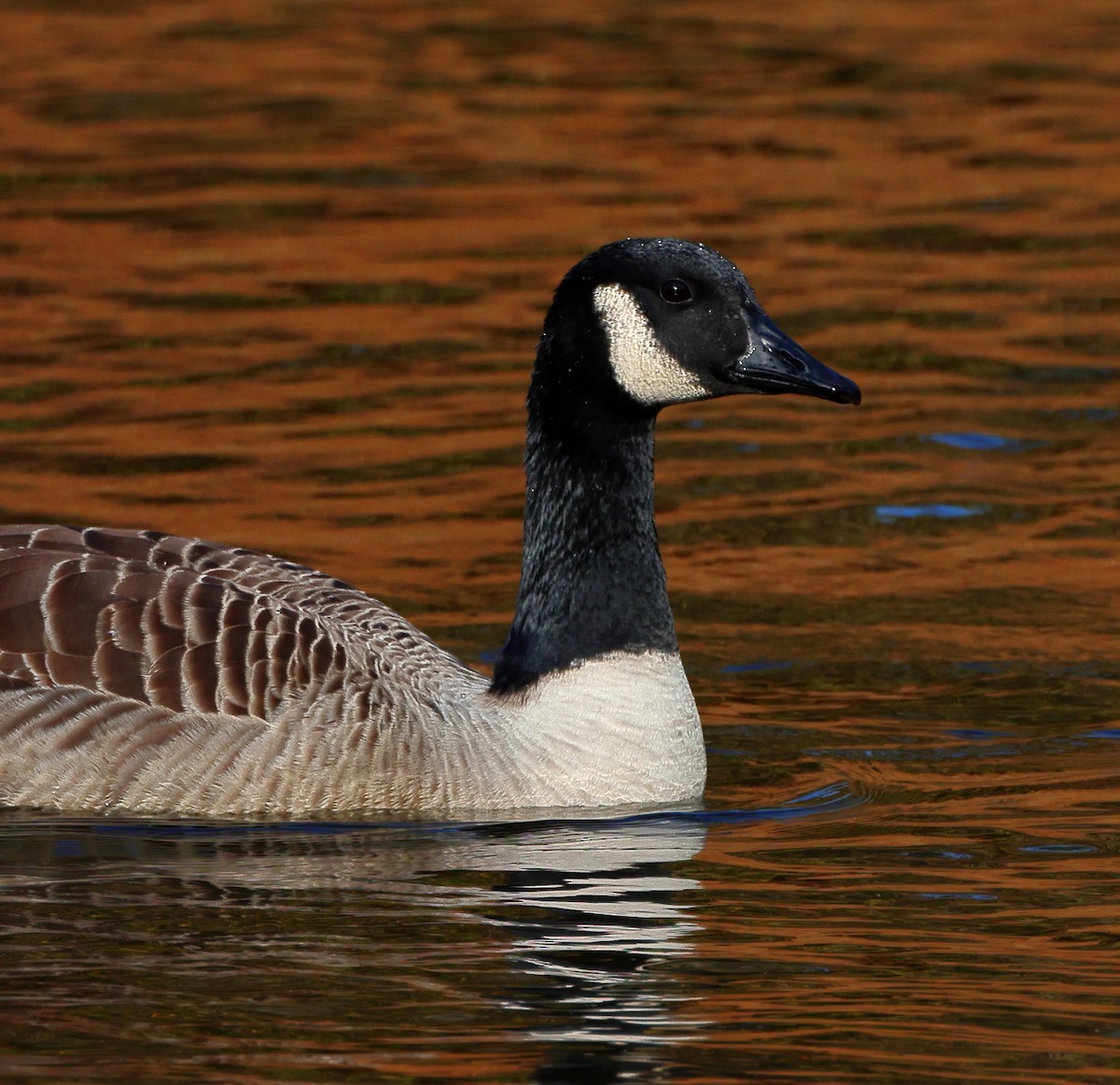 ברנטה קנדית - ML644807769