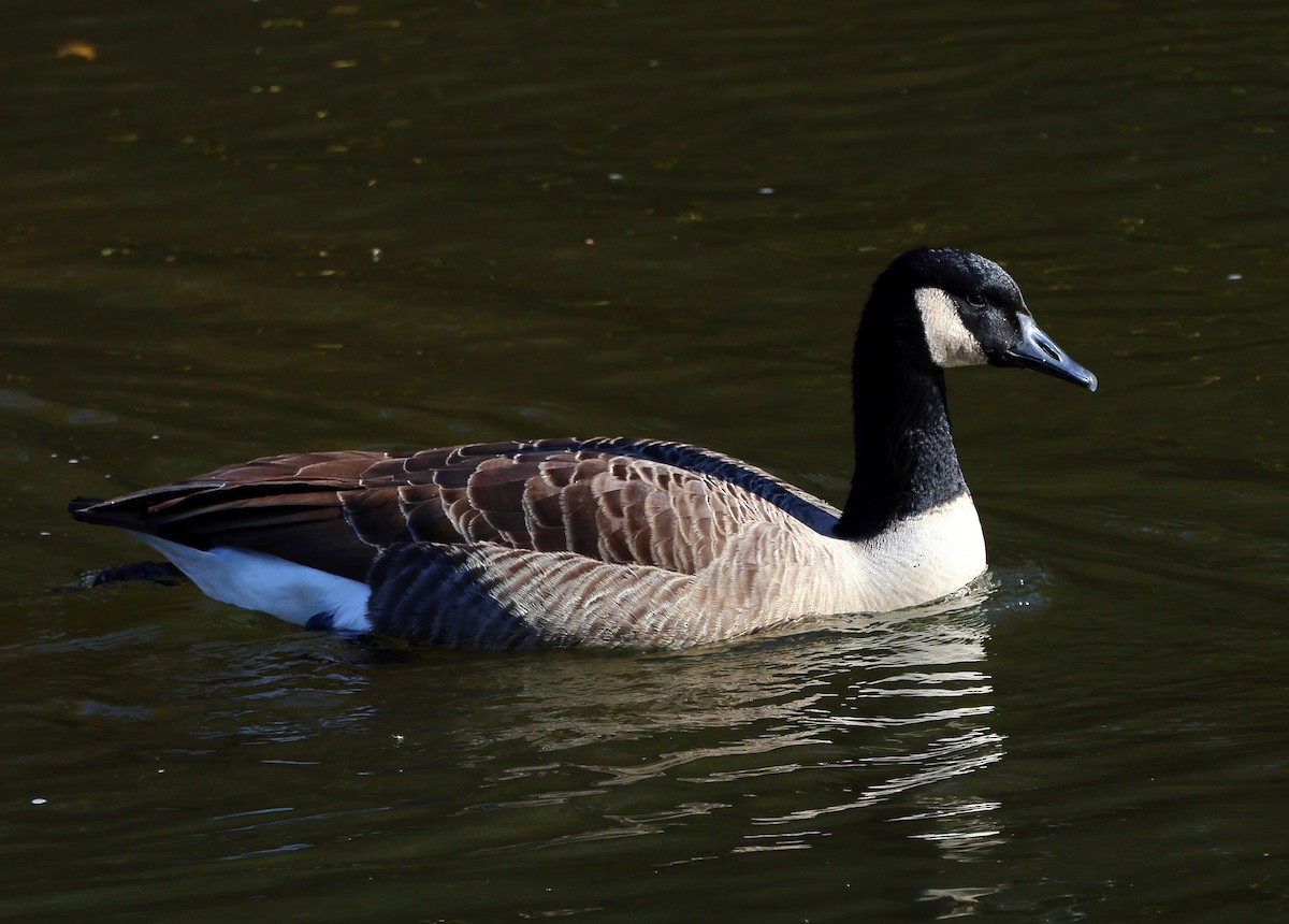 ברנטה קנדית - ML644807770