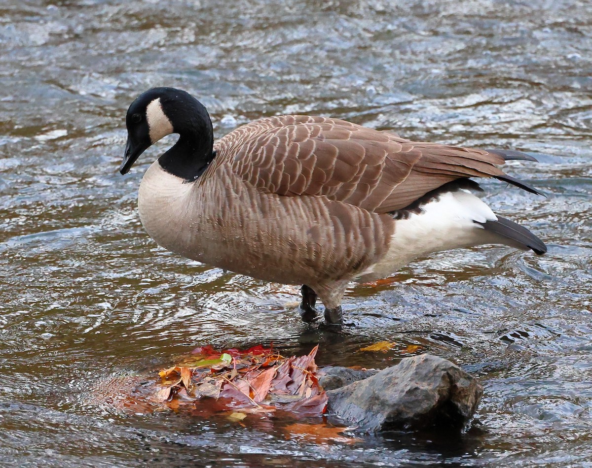 ברנטה קנדית - ML644807771