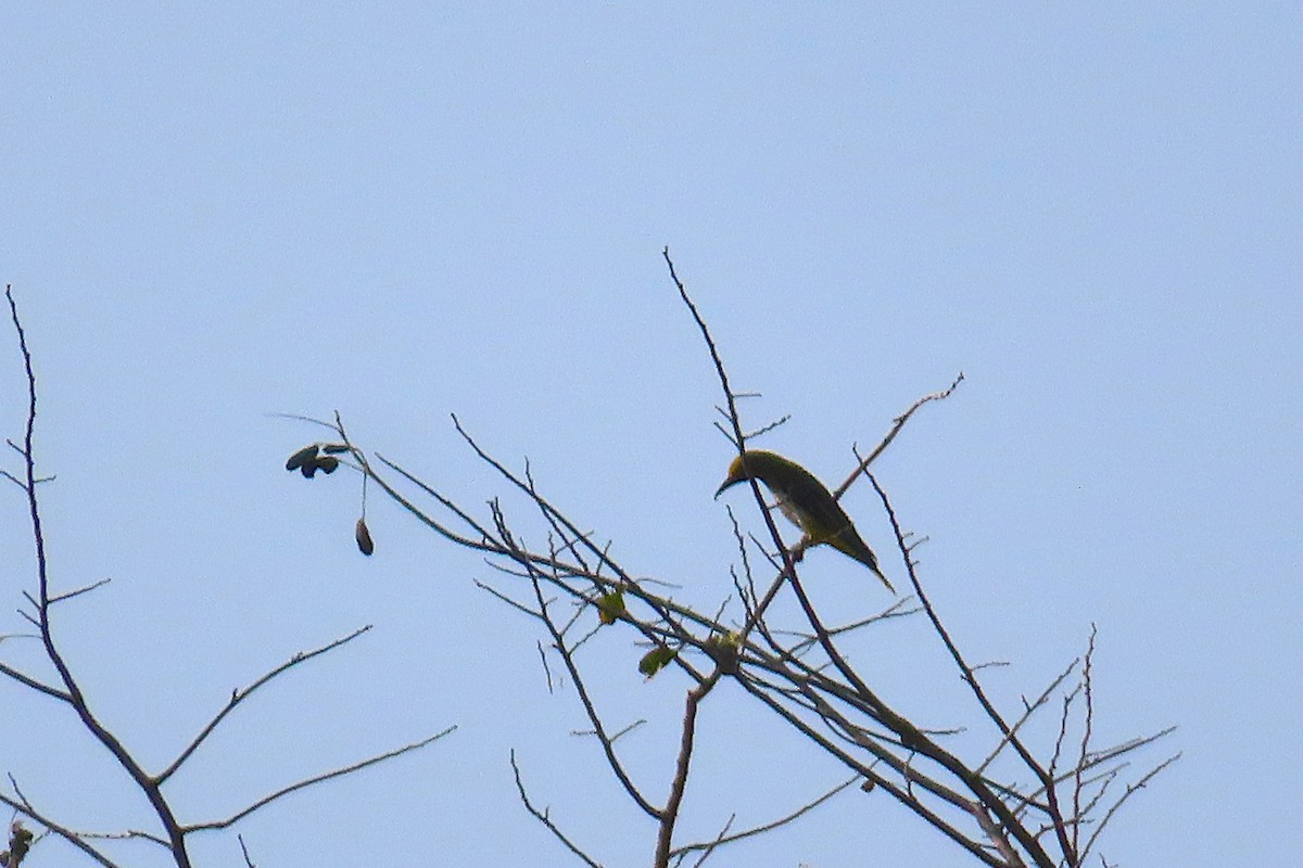 Indian Golden Oriole - ML644807772