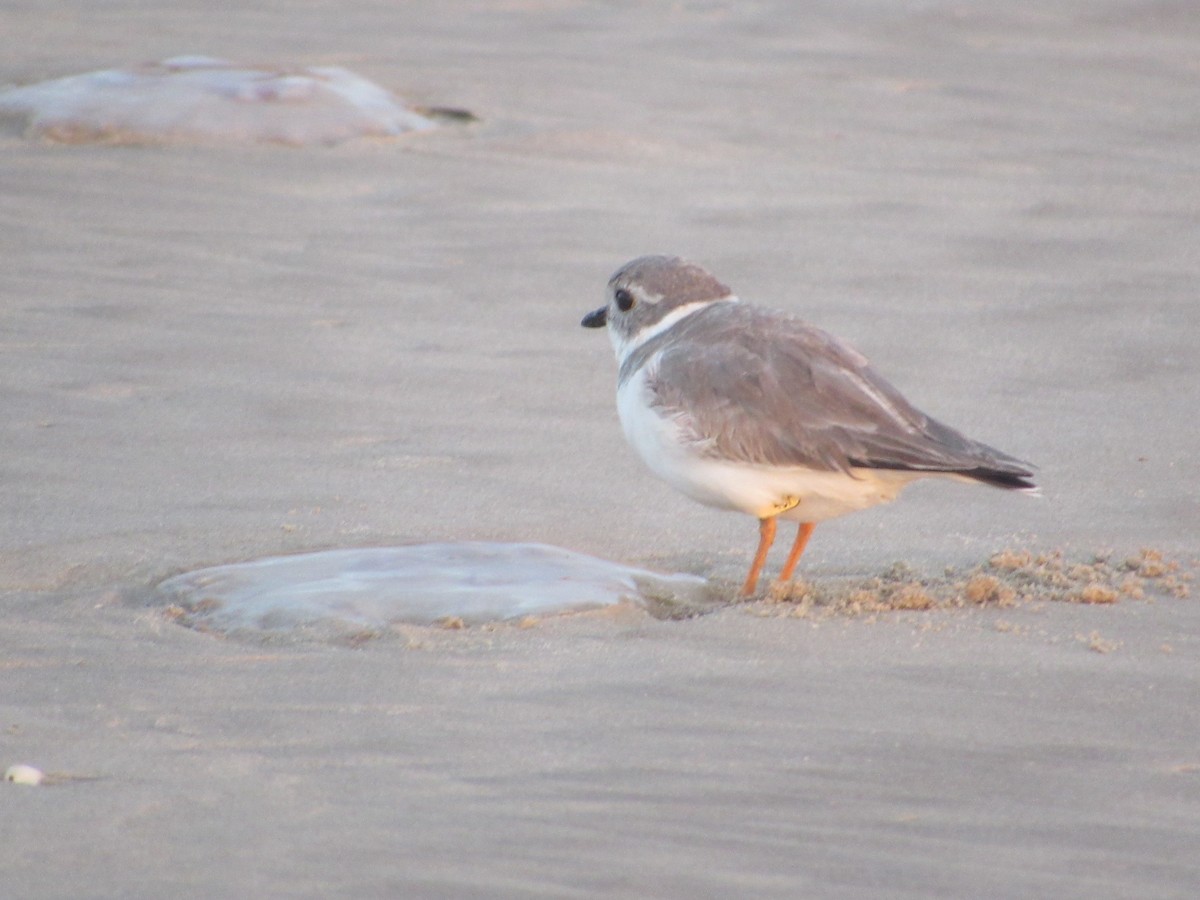 Piping Plover - ML644807774