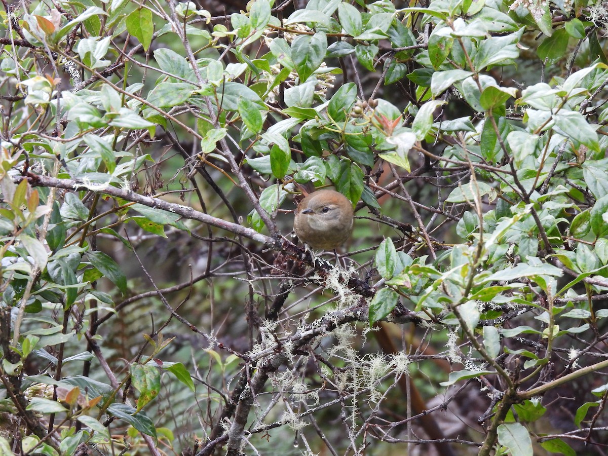 ミヤマオナガカマドドリ - ML644807789
