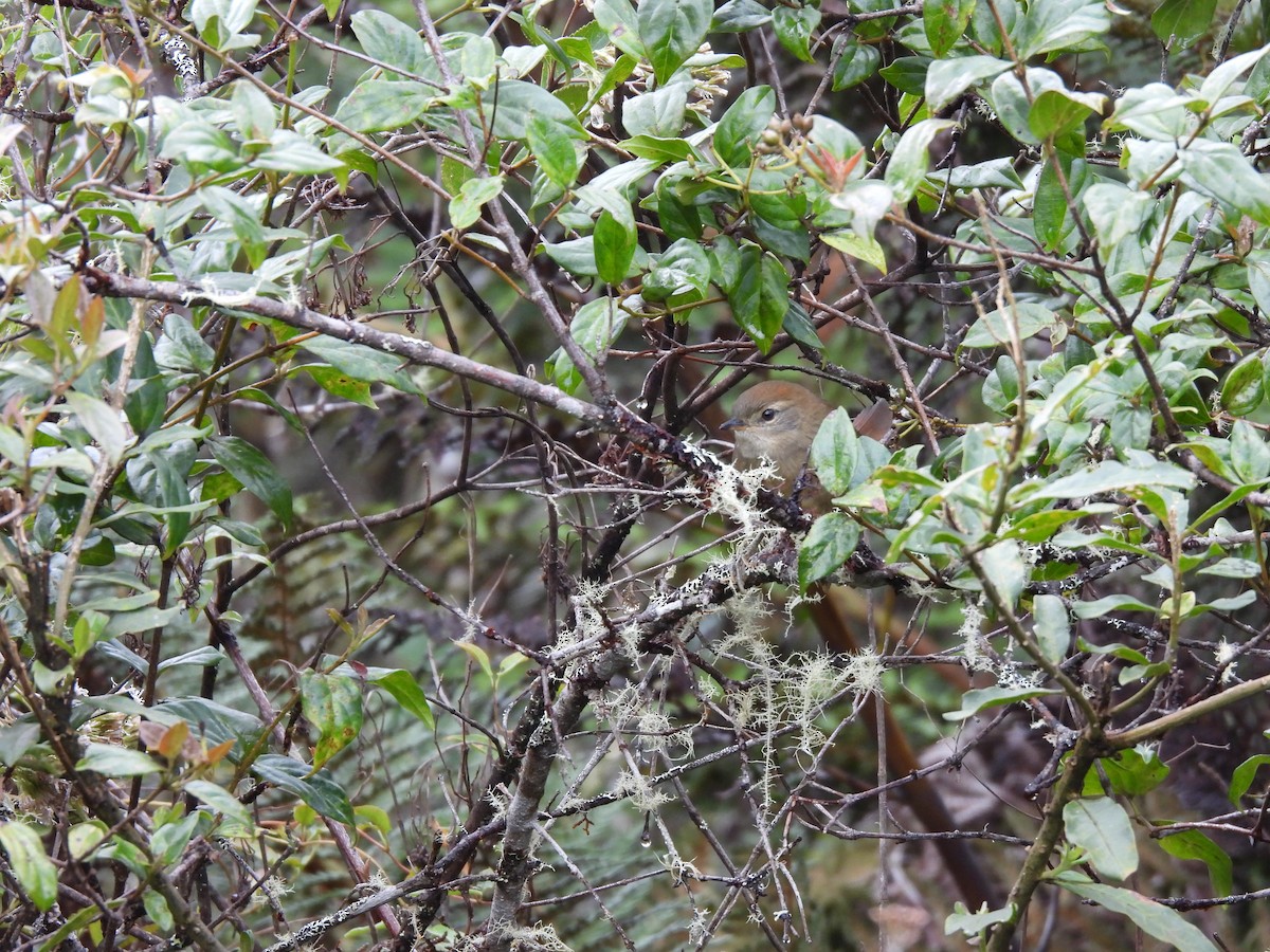 ミヤマオナガカマドドリ - ML644807790