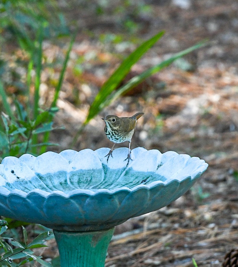 Einsiedler-Musendrossel - ML644807796