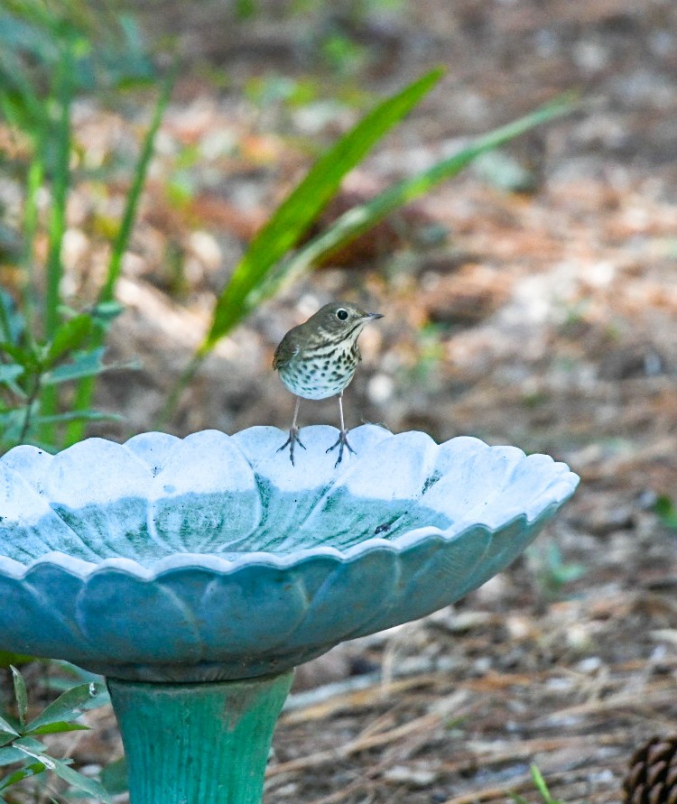 Einsiedler-Musendrossel - ML644807797