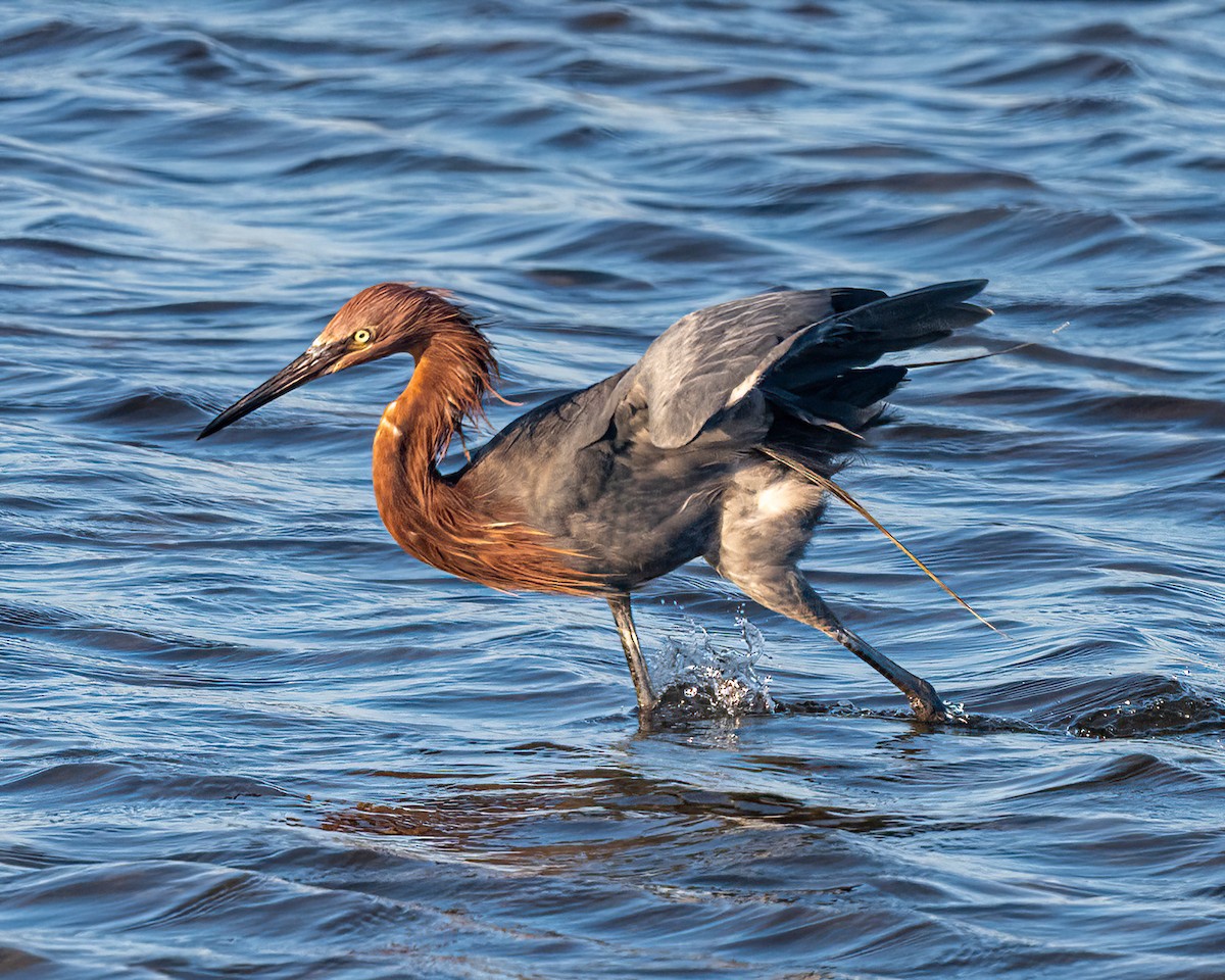 Reddish Egret - ML644807800