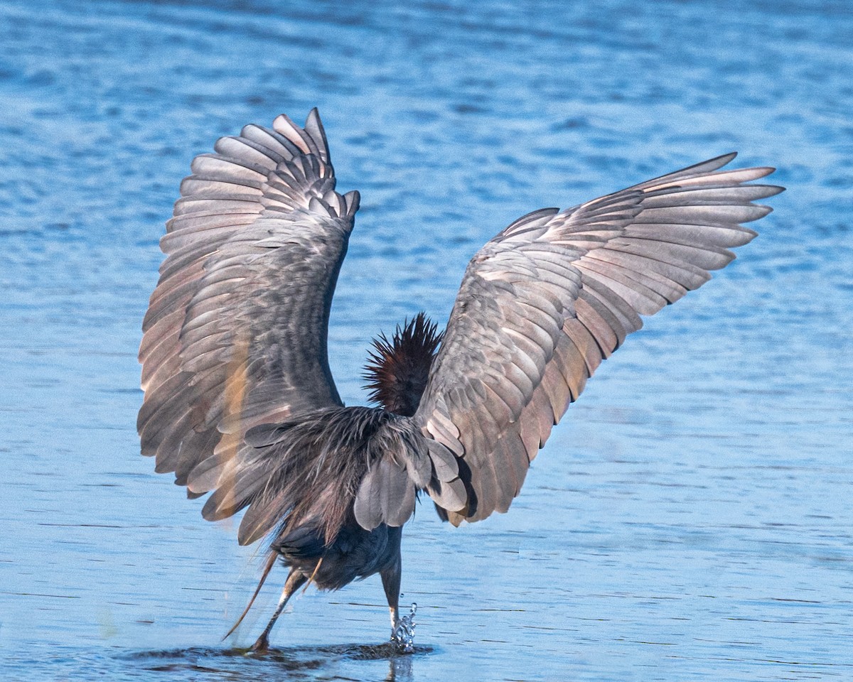 Reddish Egret - ML644807801