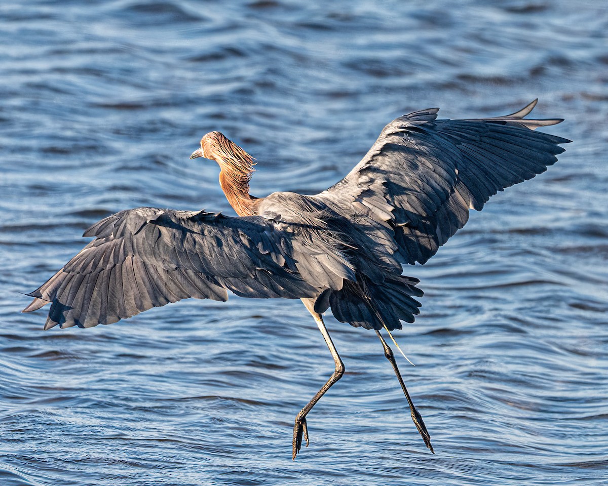 Reddish Egret - ML644807802
