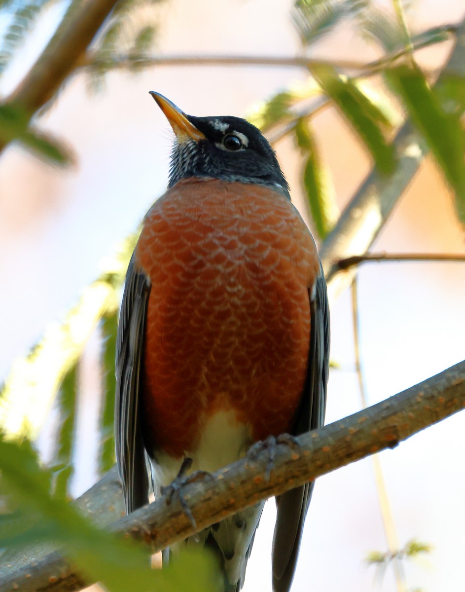 drozd stěhovavý - ML644807815