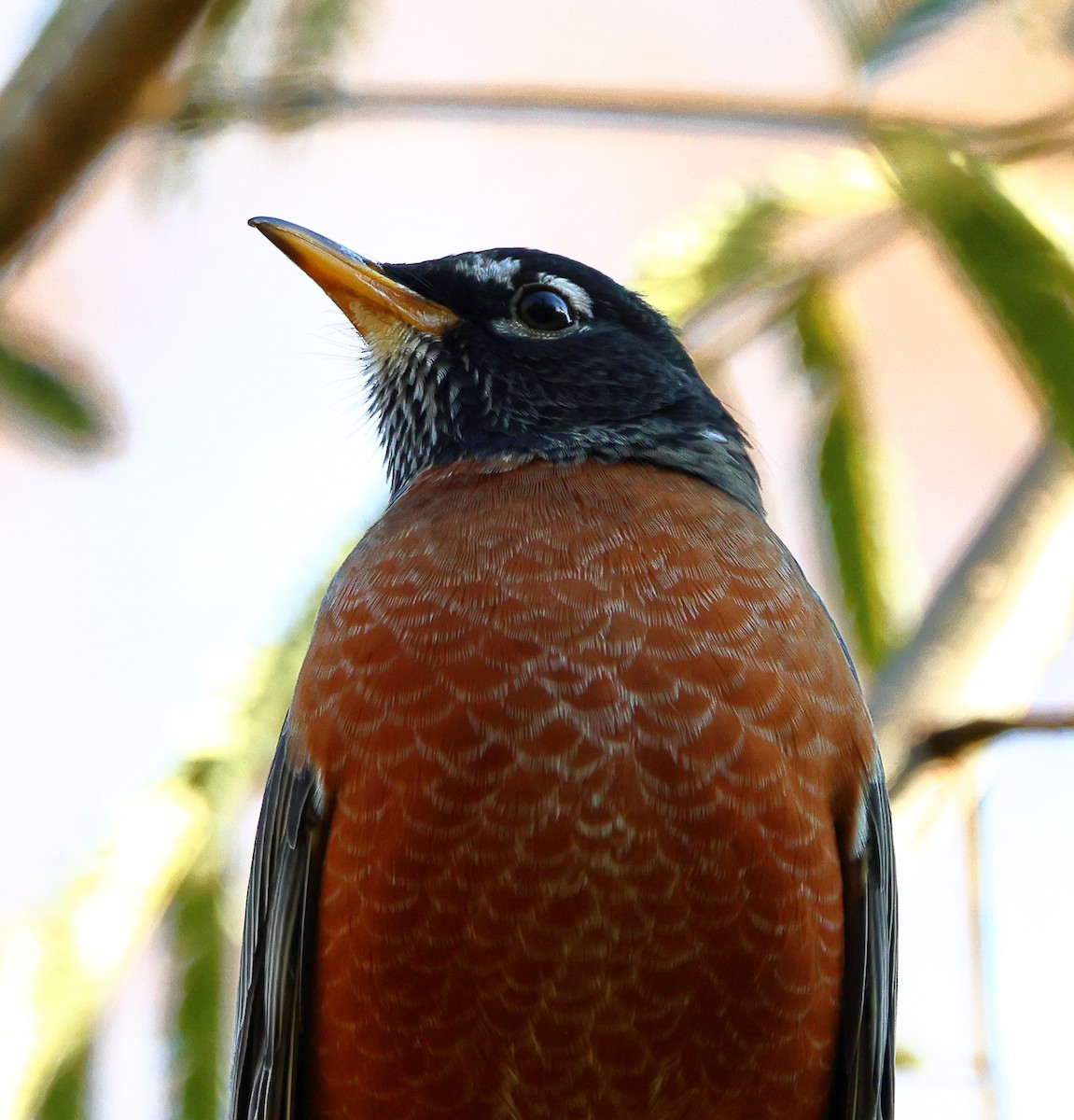 drozd stěhovavý - ML644807816