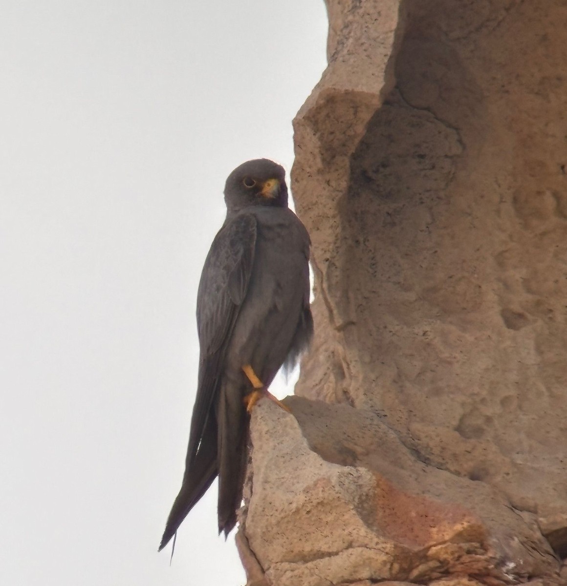 Sooty Falcon - ML644807819