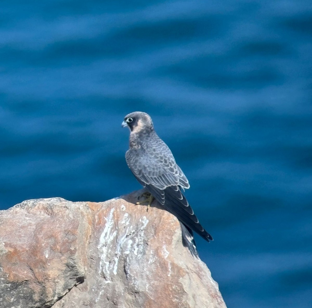 Sooty Falcon - ML644807822