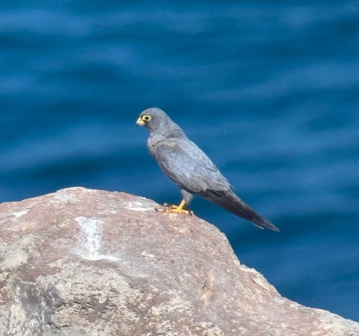 Sooty Falcon - ML644807835
