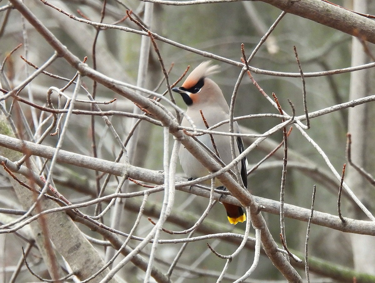 Bohemian Waxwing - ML644807837
