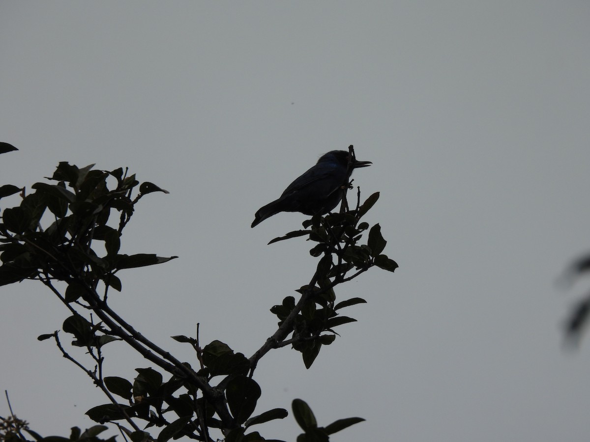 Masked Flowerpiercer - ML644807841