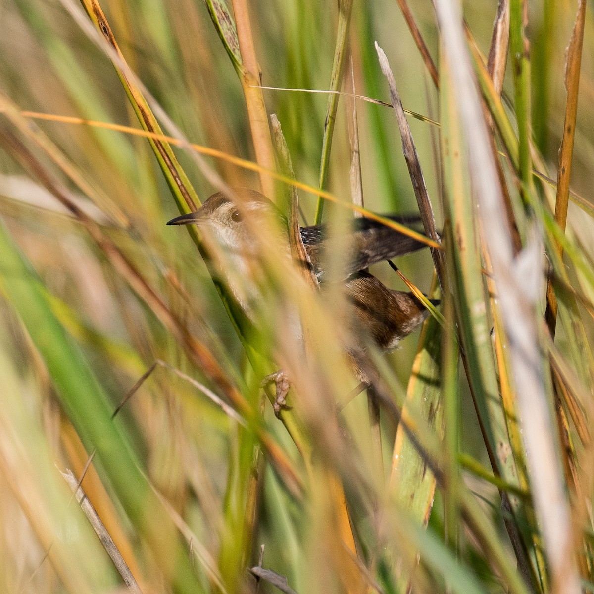 střízlík bažinný - ML644807843