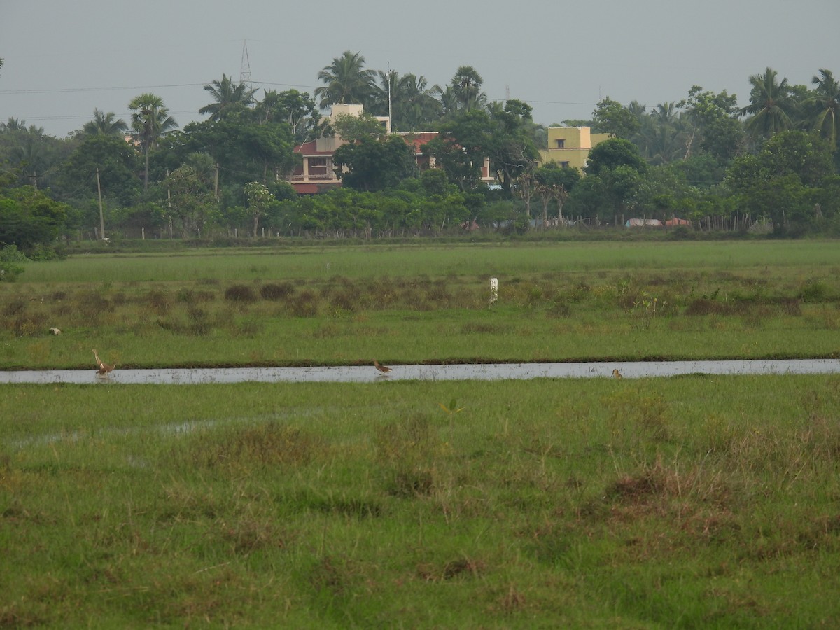 Индийская прудовая цапля - ML644807845