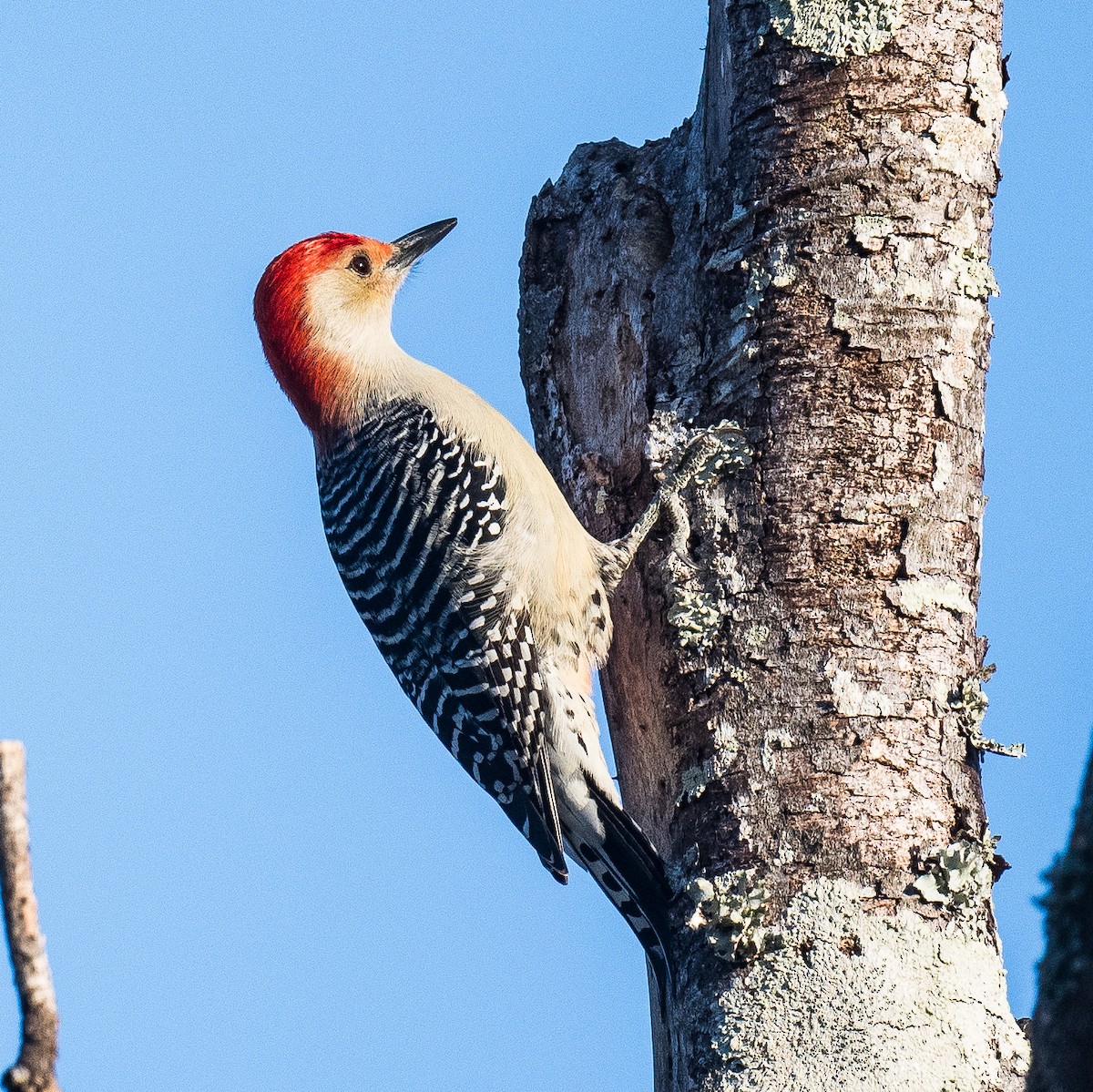 datel karolínský - ML644807850