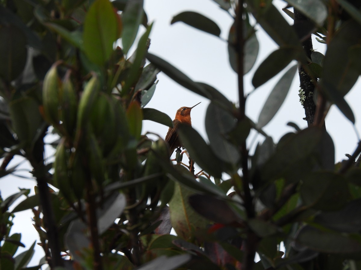 Shining Sunbeam - ML644807854