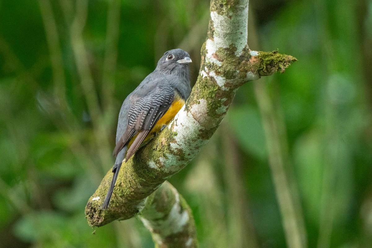 Mor Trogon - ML644807891