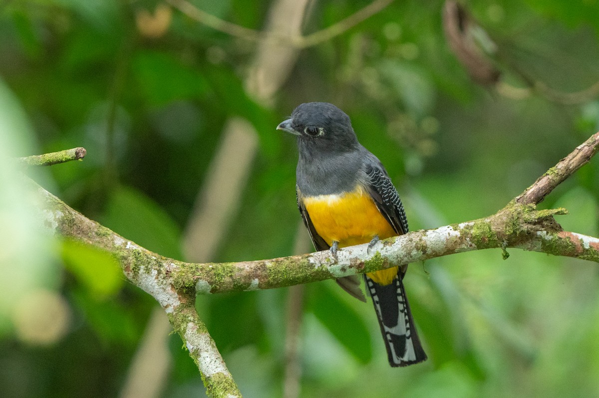 Mor Trogon - ML644807892