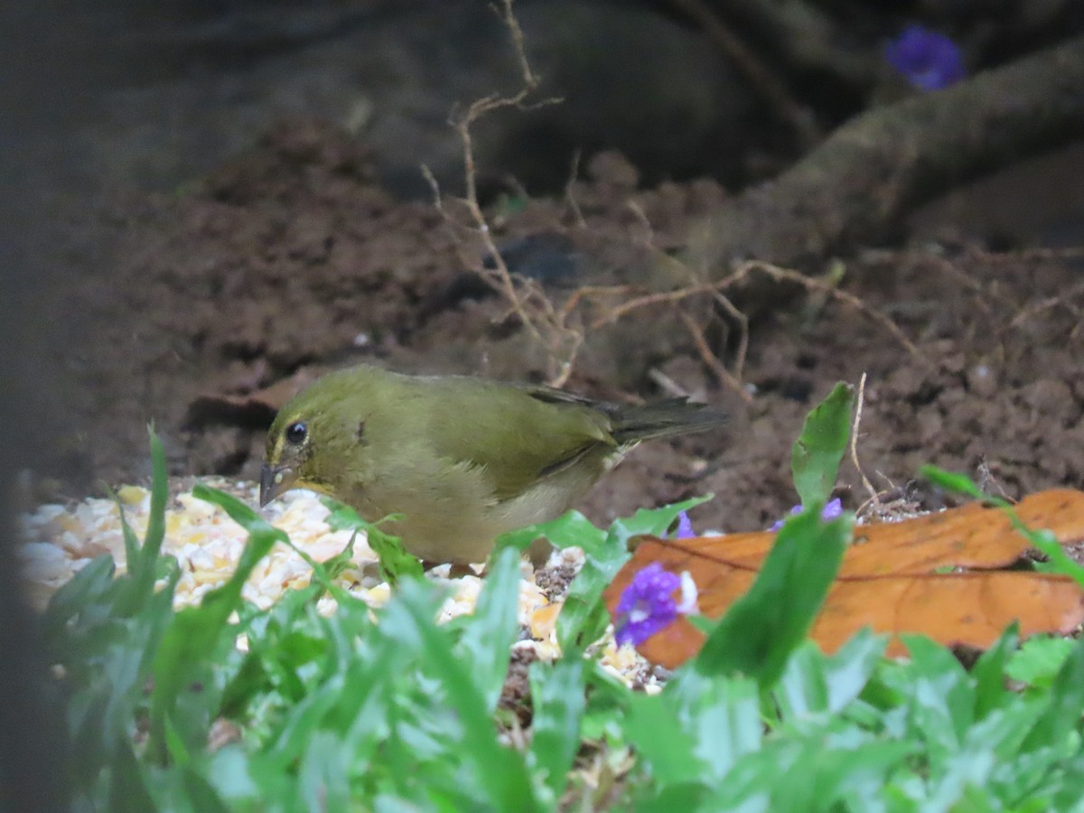 Yellow-faced Grassquit - ML644807893