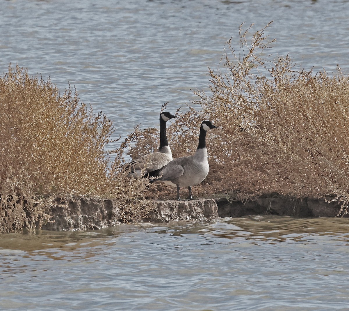 ברנטה קנדית - ML644807900