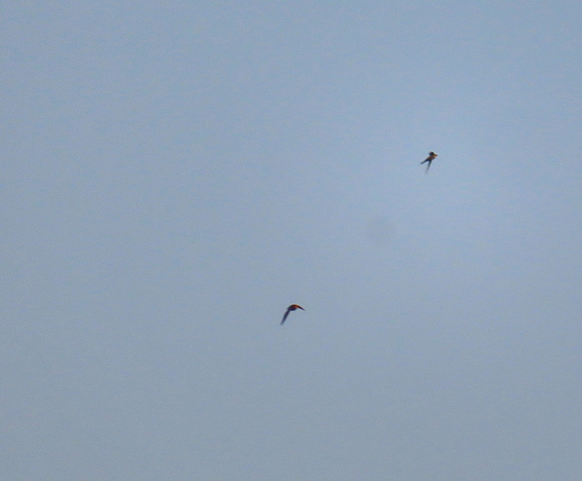 Серпокрилець південноазійський - ML644807908