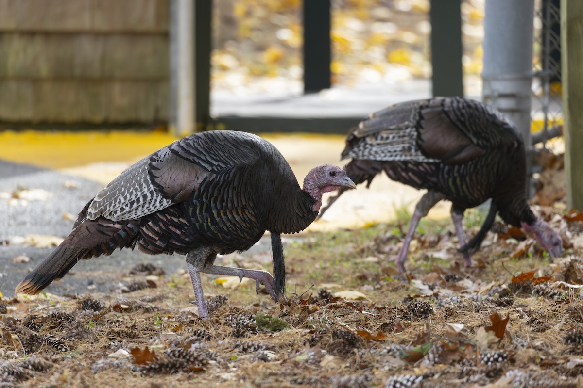 Wild Turkey - ML644807909