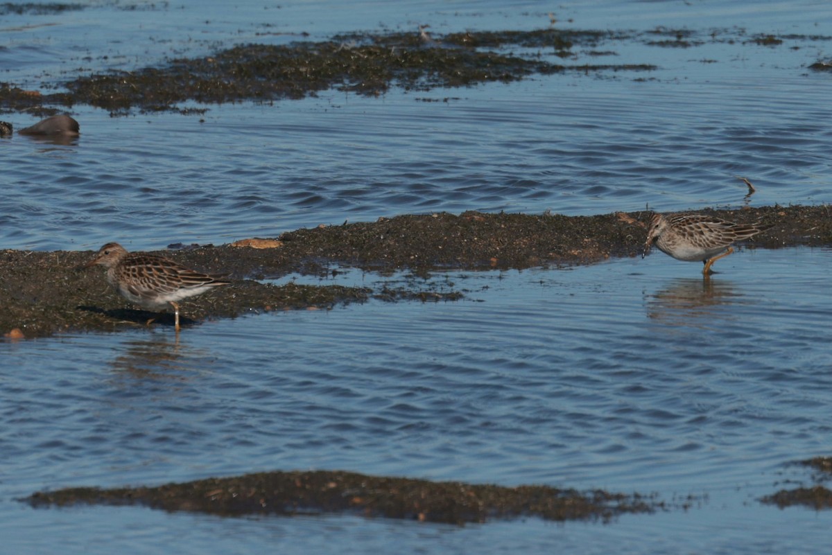 Pectoral Sandpiper - ML644807912