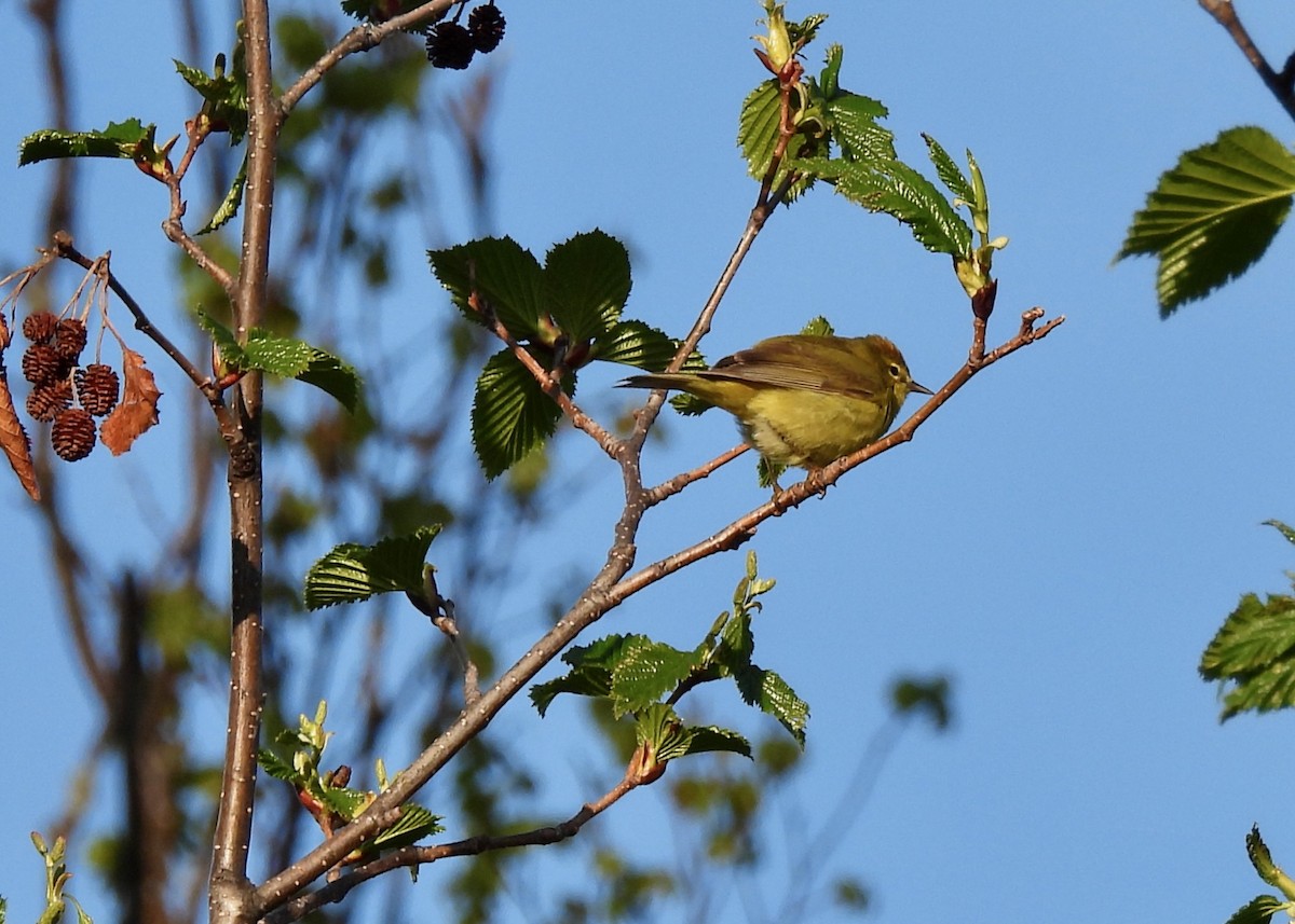Orange-crowned Warbler - ML644807925
