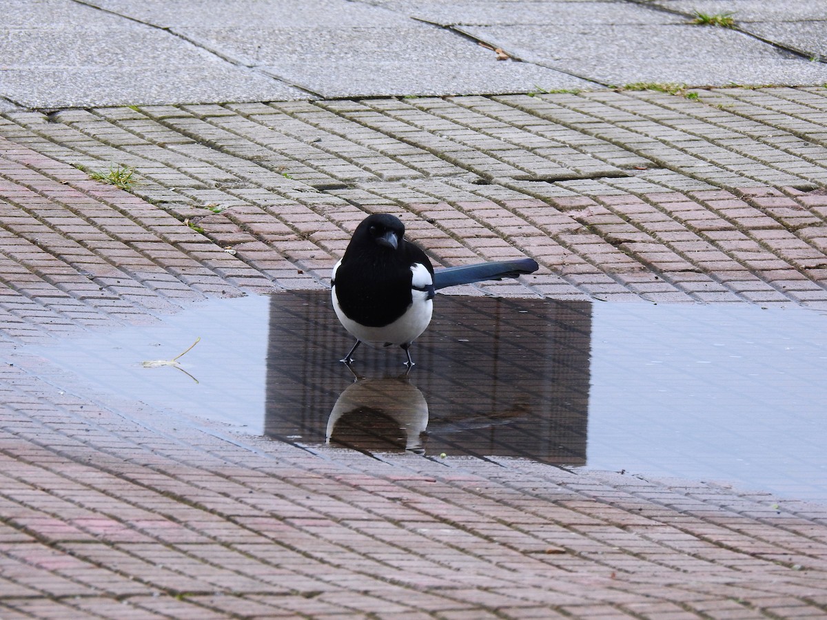Eurasian Magpie - ML644807926