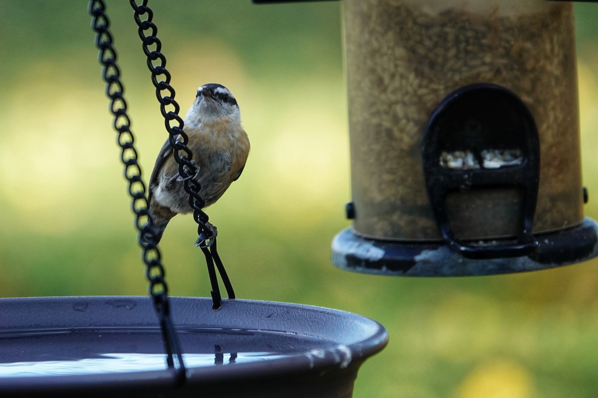 Red-breasted Nuthatch - ML644807927