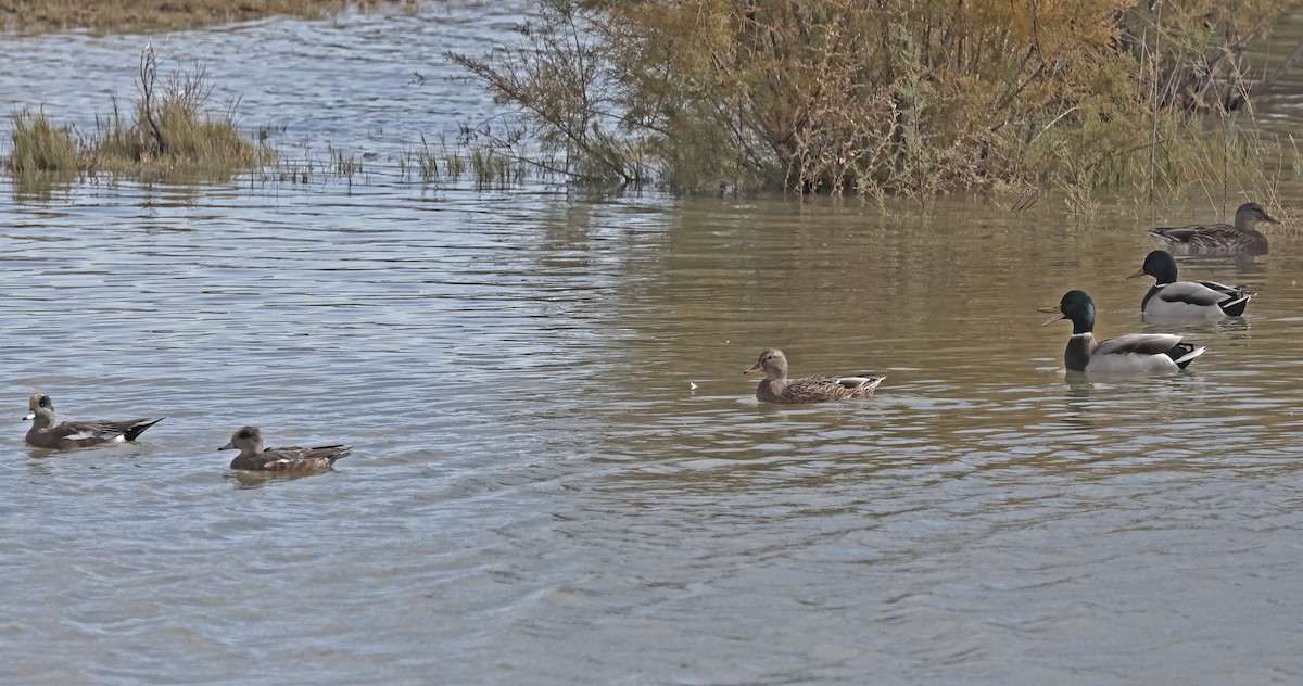 American Wigeon - ML644807929